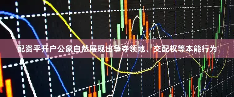 配资平开户公象自然展现出争夺领地、交配权等本能行为
